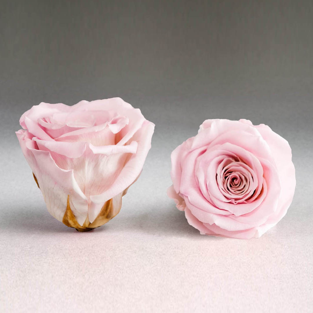 Trandafir criogenat roz Giftbox